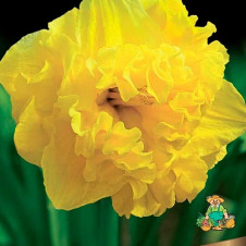 Нарцисс с расщепленной коронкой Флайер