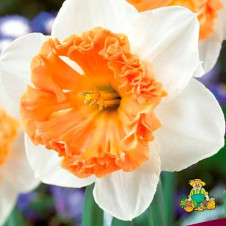 Нарцисс с расщепленной коронкой Хангэриен Рэпсоди