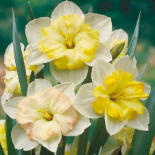 Нарцисс с расщепленной коронкой Ченджинг Колорс