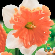 Нарцисс с расщепленной коронкой Шрайк