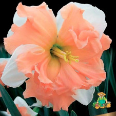 Нарцисс с расщепленной коронкой Эппл Пай