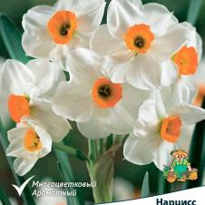 Нарцисс тацеттовидный Гераниум
