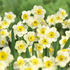 Нарцисс тацеттовидный Минноу