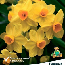 Нарцисс тацеттовидный Скарлет Джем