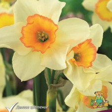 Нарцисс жонкиллиевидный Язз