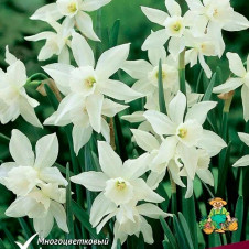 Нарцисс триандрусовый Талия