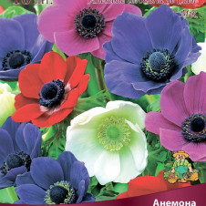 Анемона корончатая де Кан Смесь окрасок