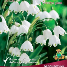Белоцветник летний Гравети Джайант