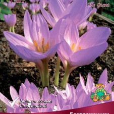 Безвременник Джайант