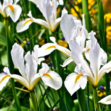 Ирис голландский Уайт ван Влиет