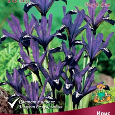 Ирис сетчатый Пепл Джем