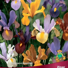 Ирис голландский смесь окрасок