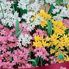 Лук декоративный смесь окрасок