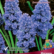 Мускари армянский Фэнтази Криэйшн