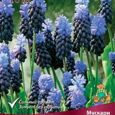 Мускари широколистный