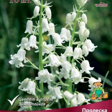 Пролеска колокольчатая Вайт