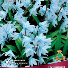 Пушкиния ливанская