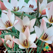 Тюльпан ботанический Леди Джейн