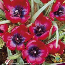 Тюльпан ботанический Лилипут