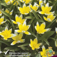 Тюльпан ботанический поздний