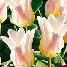 Тюльпан Грейга Серано