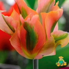 Тюльпан зеленоцветный Артист