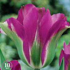 Тюльпан зеленоцветный Вайолет Берд