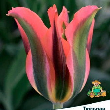 Тюльпан зеленоцветный Голливуд