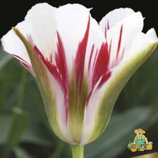 Тюльпан зеленоцветный Флеминг Спрингрин  *