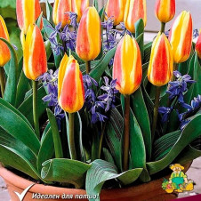 Тюльпан Кайфмана Джузеппе Верди