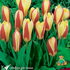 Тюльпан Кайфмана Зе Фёст