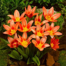 Тюльпан Кайфмана Шекспир