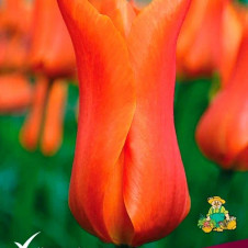 Тюльпан лилиецветный Балерина