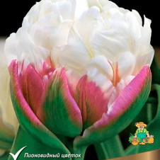 Тюльпан махровый поздний Айс Крим