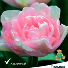 Тюльпан махровый поздний Анжелика