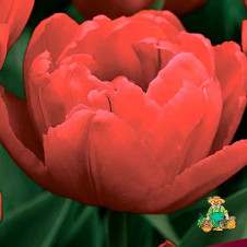 Тюльпан махровый поздний Анкл Том