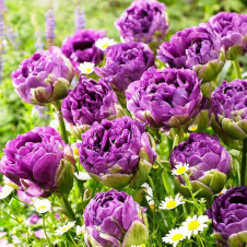 Тюльпан махровый поздний Блу Вау