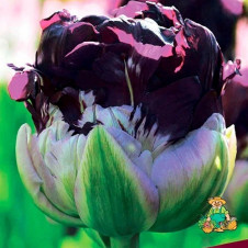 Тюльпан махровый поздний Вау