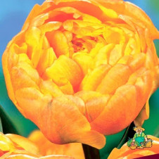 Тюльпан махровый поздний Дабл Бьюти ов Апелдорн