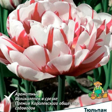Тюльпан махровый поздний Карнавал де Нис