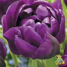 Тюльпан махровый поздний Негрита Дабл