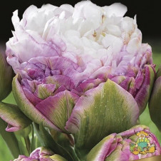 Тюльпан махровый поздний Пегги Уандер