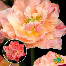 Тюльпан махровый поздний Пепток