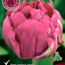 Тюльпан махровый ранний Дабл Кадиллак