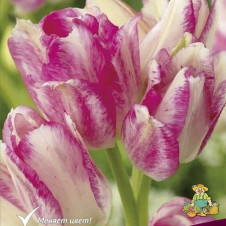 Тюльпан многоцветковый Дрим Клаб