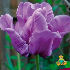 Тюльпан попугайный Блу Пэррот