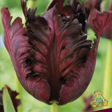 Тюльпан попугайный Блэк Пэррот