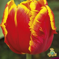 Тюльпан попугайный Брайт Пэррот
