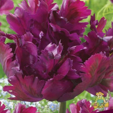 Тюльпан попугайный Негрита Пэррот