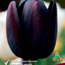 Тюльпан простой поздний Квин ов Найт